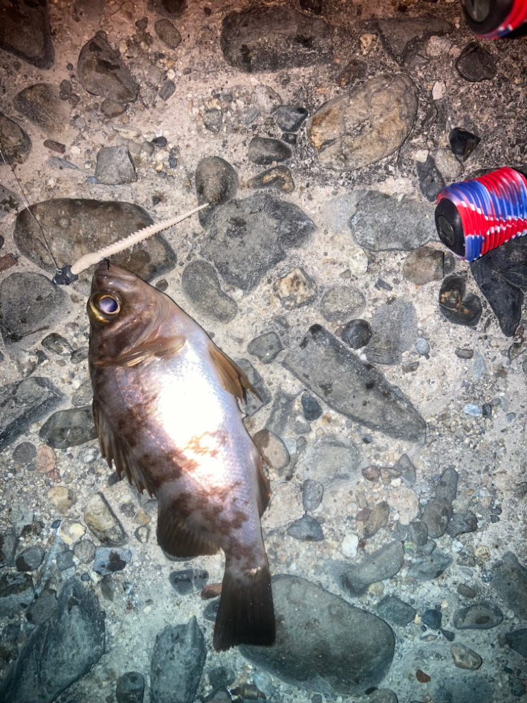 メバリング不発