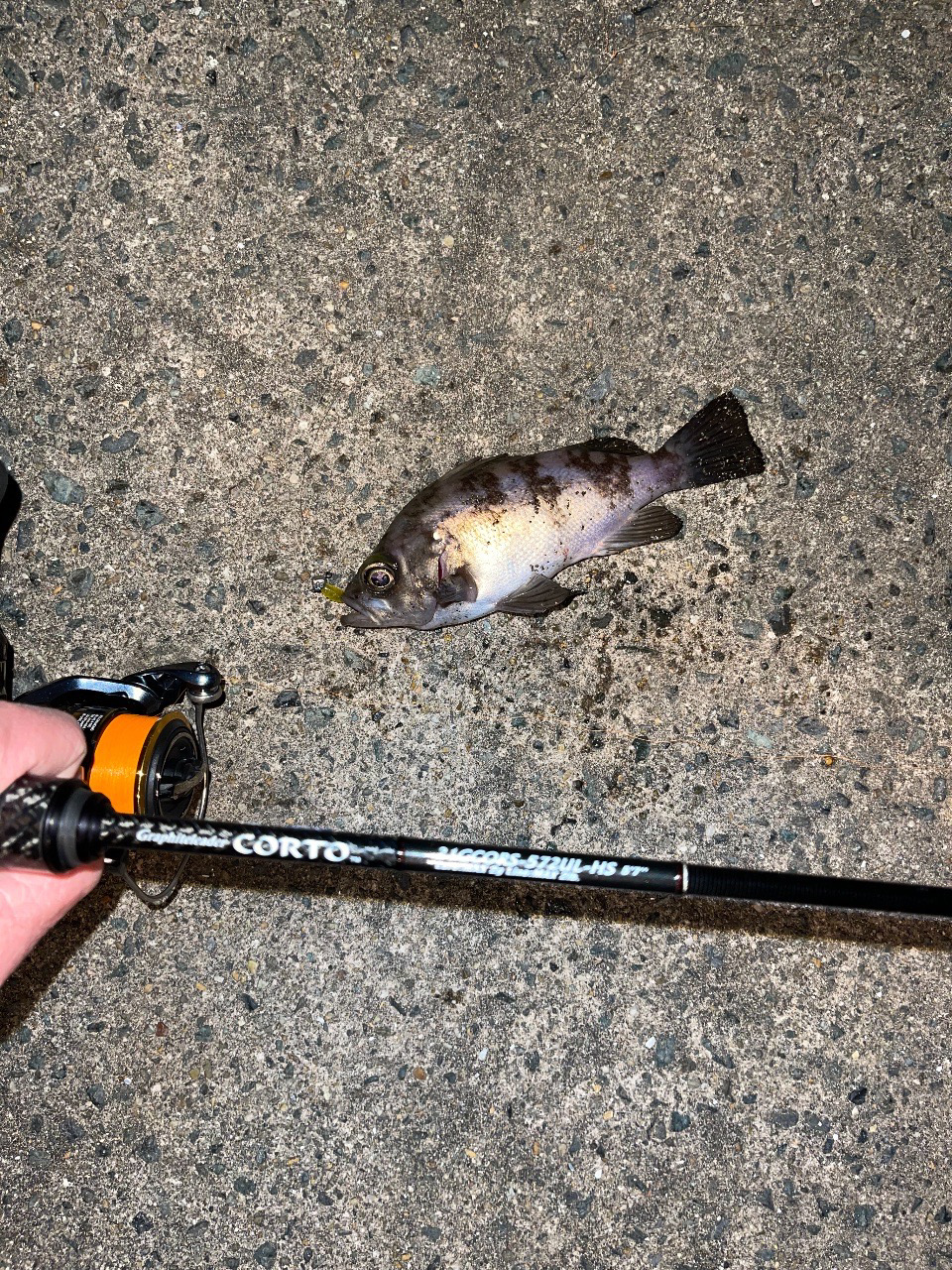 23メバリング日記4