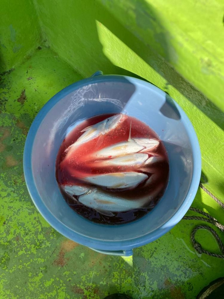 イシモチ渋い！