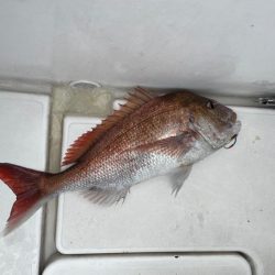 久しぶりに真鯛釣れたぞ🐟♡