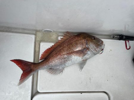 久しぶりに真鯛釣れたぞ🐟♡