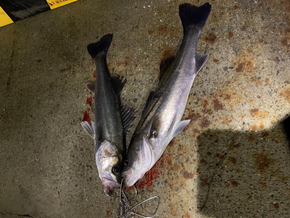 シーバス釣行