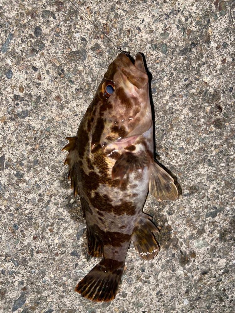 久しぶりのライトゲーム