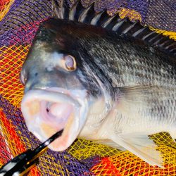 ヘチってきました