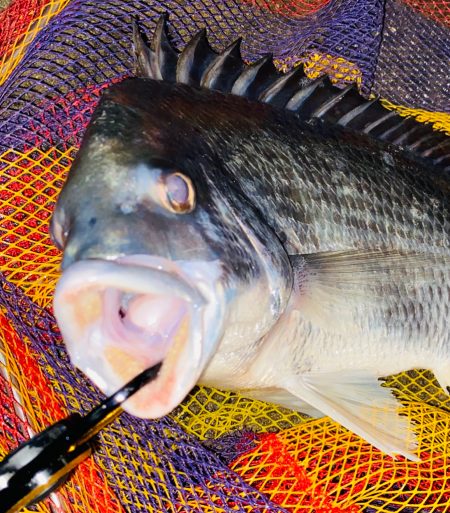 ヘチってきました