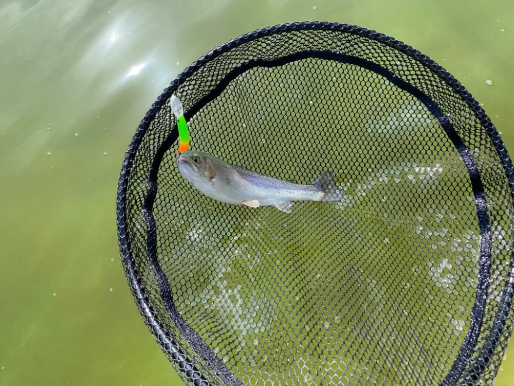 エリアトラウト  亀岡