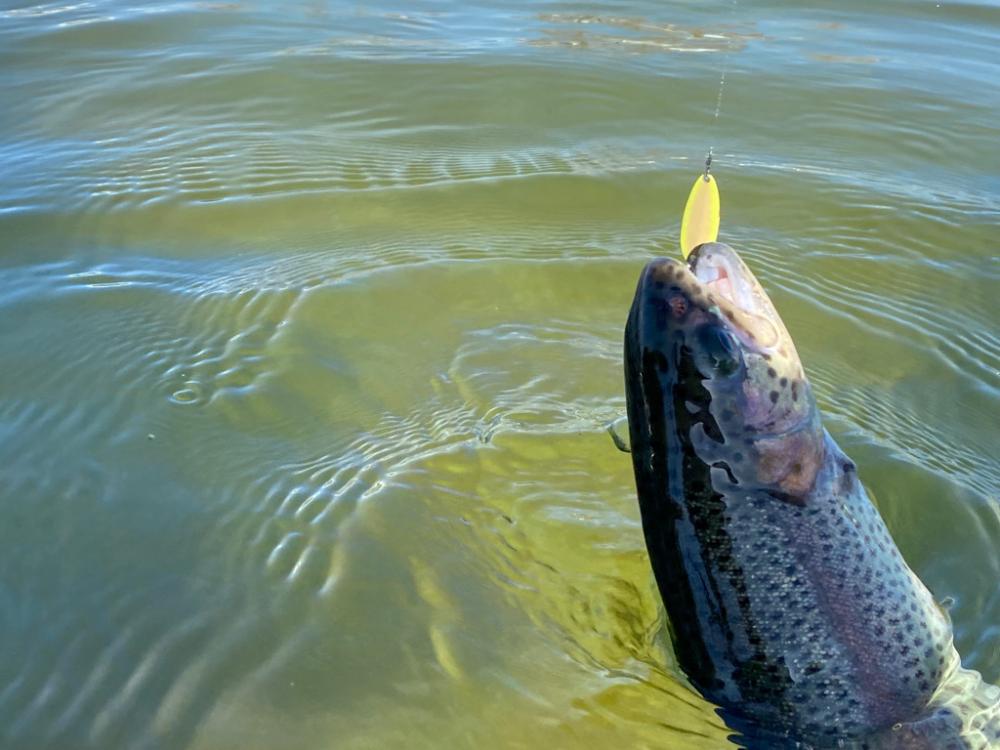 かめプーはよく釣れます。