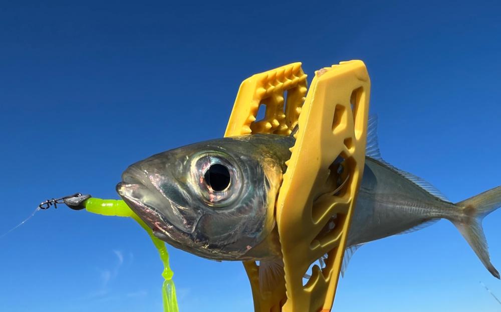 鯵を探して三千里Vel.31