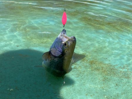 かめプー　春です。　エリアトラウト