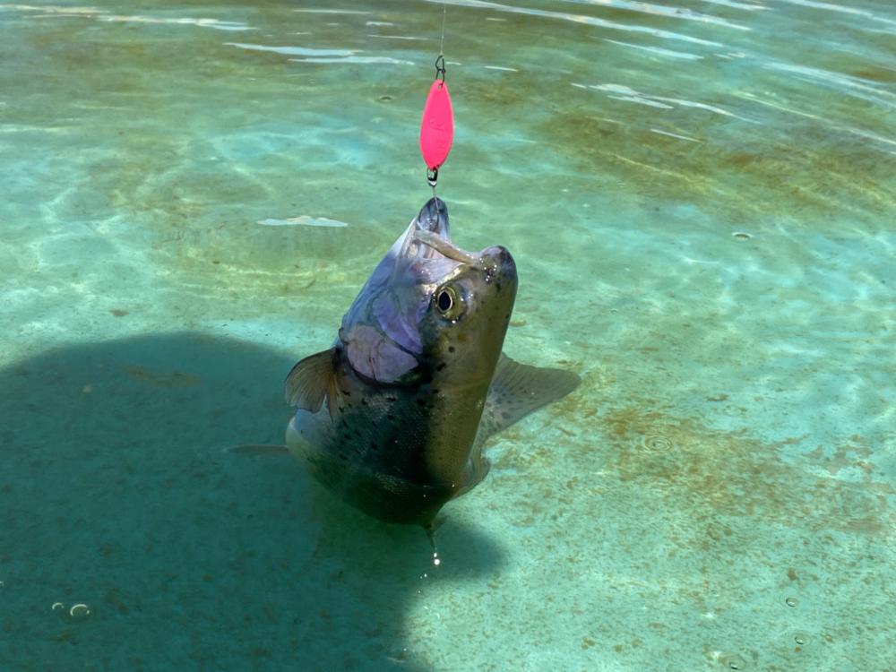 かめプー　春です。　エリアトラウト