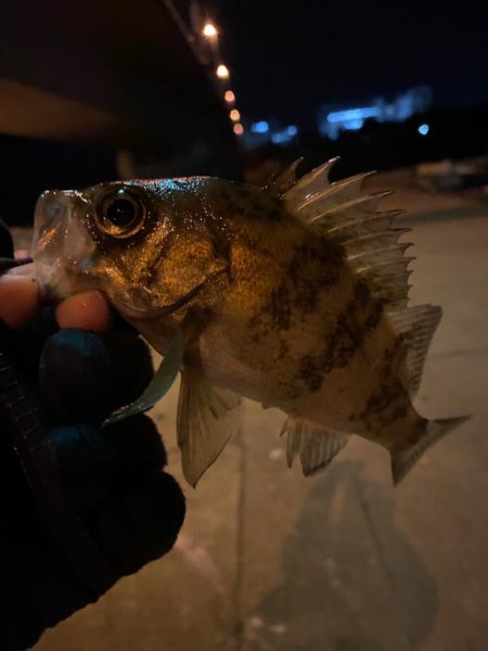 極寒期メバリング②