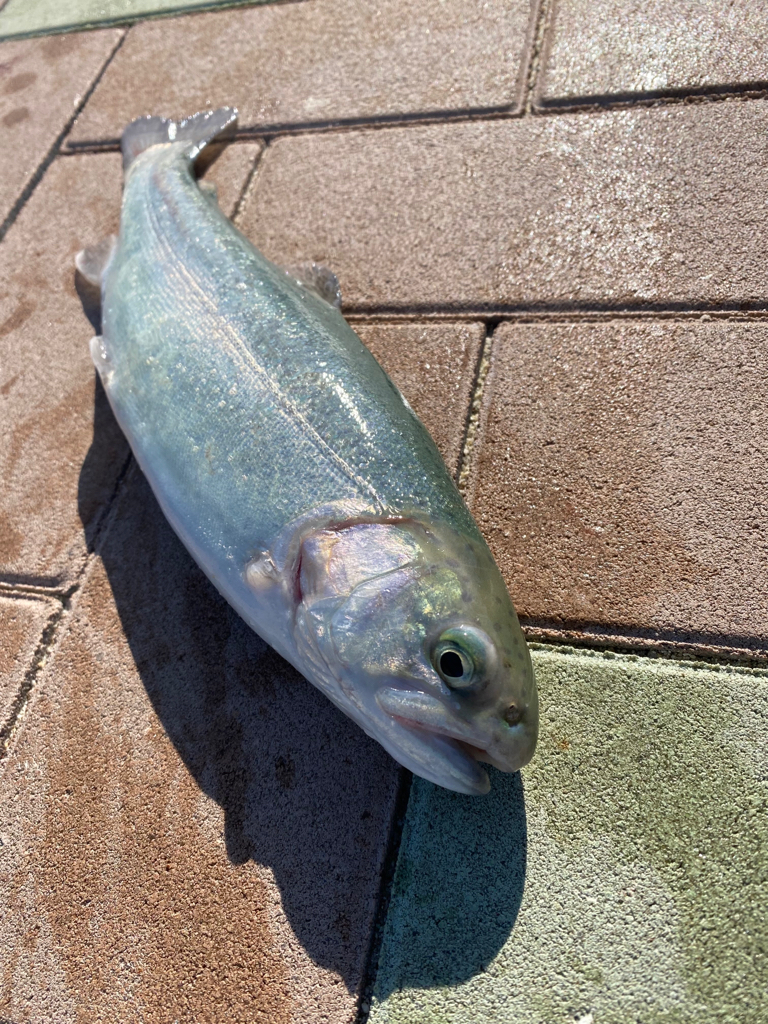 またしてもニジマスのみ