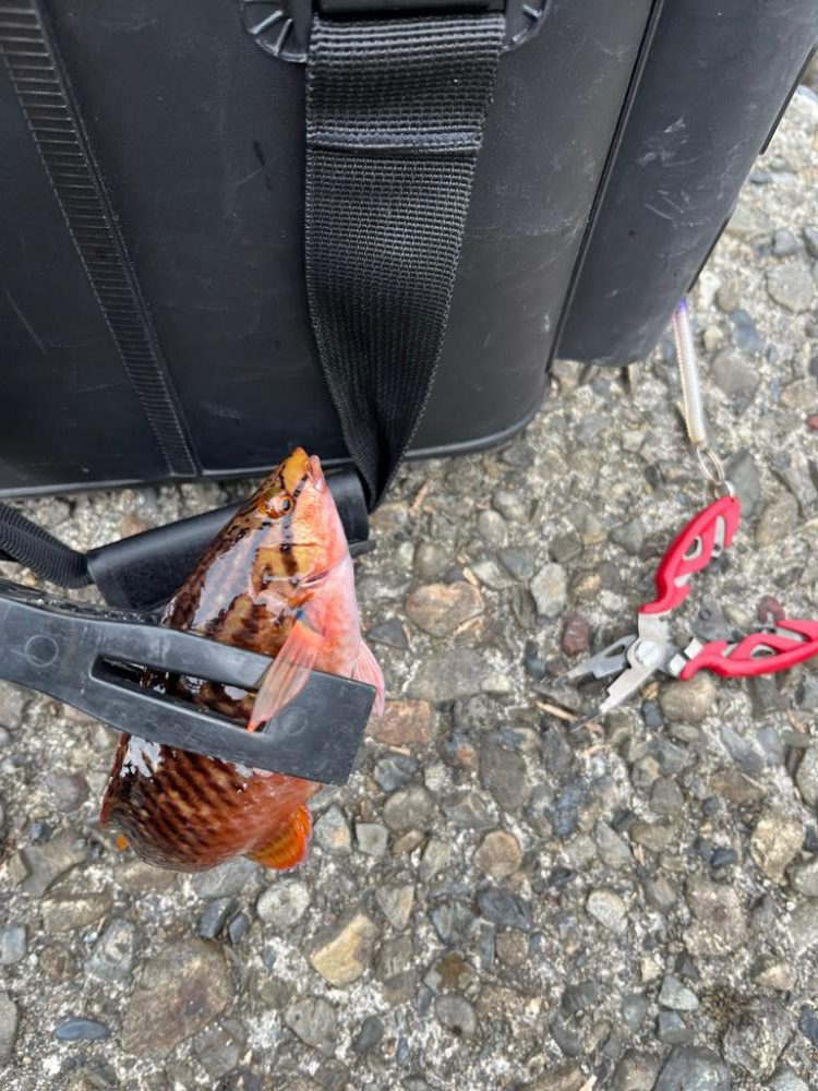 少し遠出ライトゲーム②