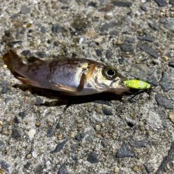 今日は風と波が強すぎて