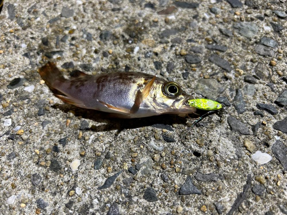 今日は風と波が強すぎて