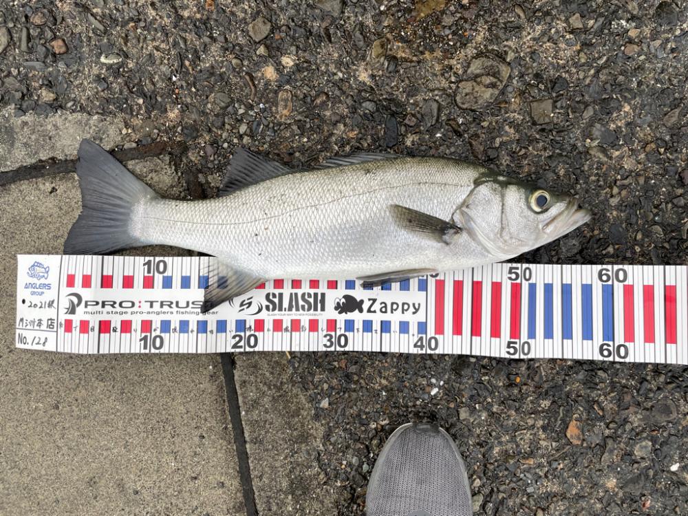 高知やっぱりすげー