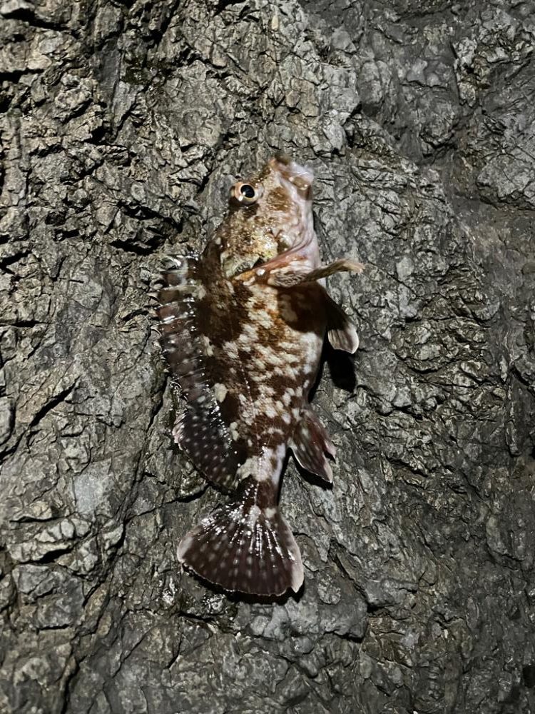 メバルプラッキングでブルーバック