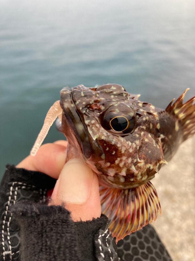 ロックフィッシュゲーム