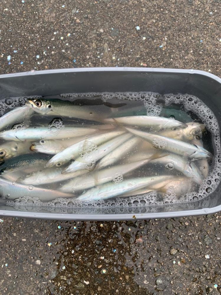 なんとしても釣りたくて…