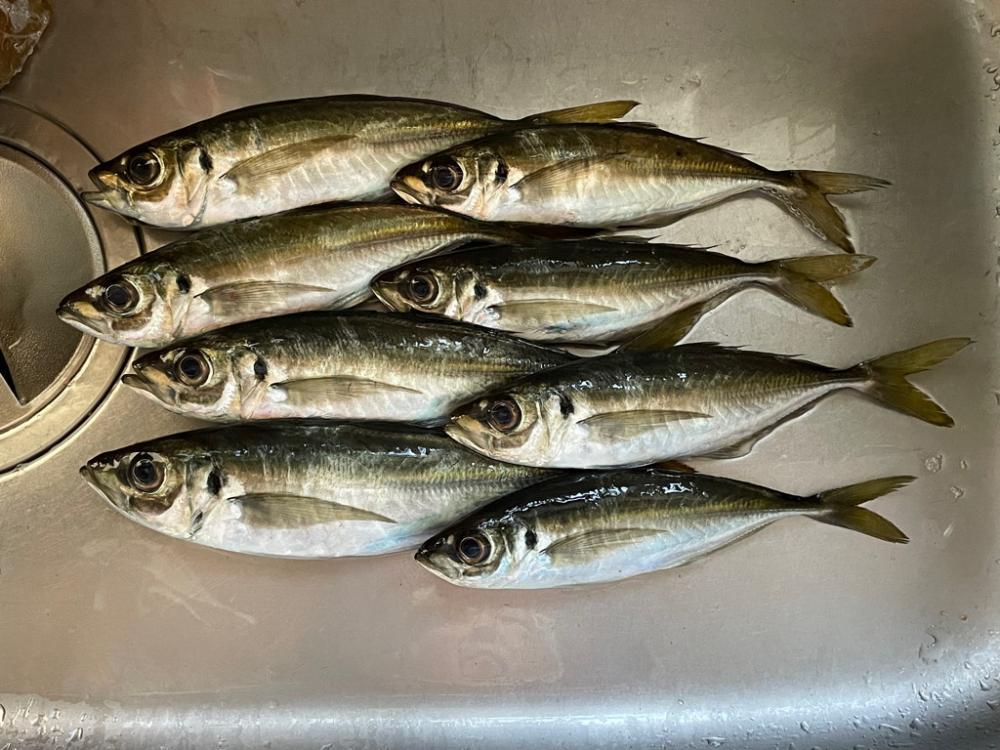 楽しいアジング