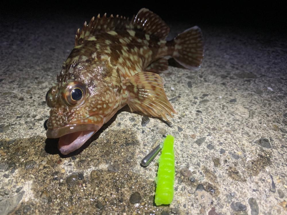 自作ワームでガシリング