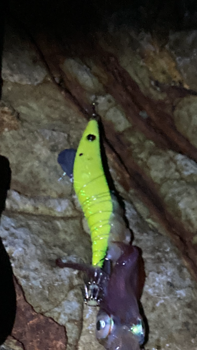 ヤリイカ厳しいけどなんとか１杯