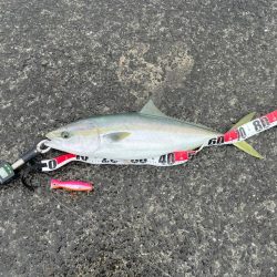 久しぶりのフィーーシュ!