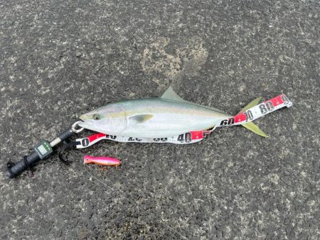 久しぶりのフィーーシュ！