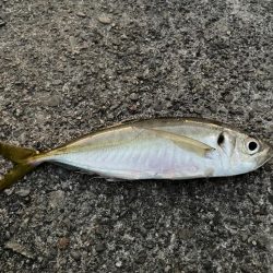 極寒のアジング