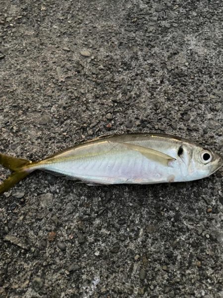 極寒のアジング