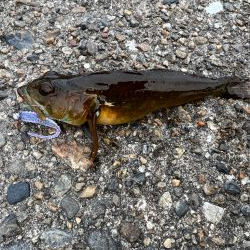 激風メバリング