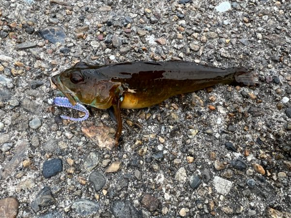 激風メバリング