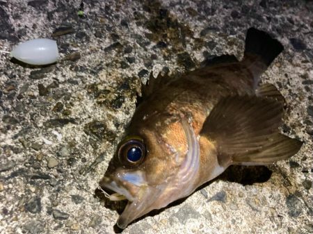 風対策にフロート2個付けメバリングにゃ