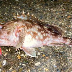 ジグでワンサイズ上のガシラを狙うにゃ！