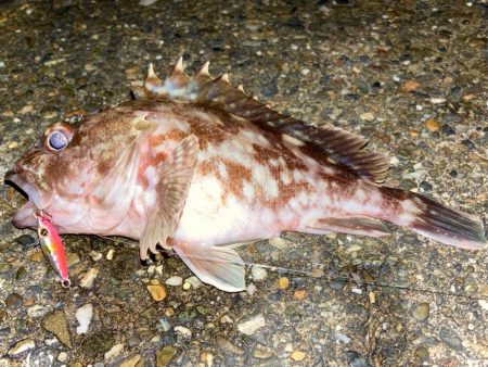 ジグでワンサイズ上のガシラを狙うにゃ！