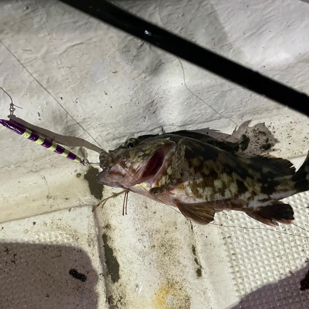 カサゴ　ライトジギング