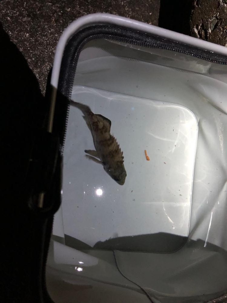 メモリアルフィッシュ