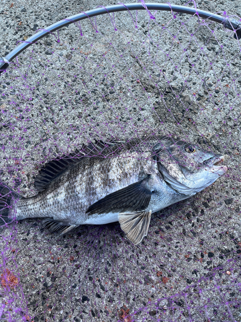 大三島　フカセ釣り