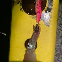 餌木蔵ヤリイカゲット！