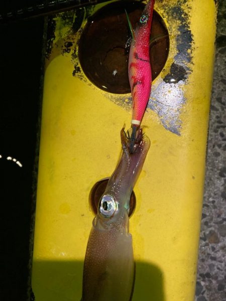 餌木蔵ヤリイカゲット！