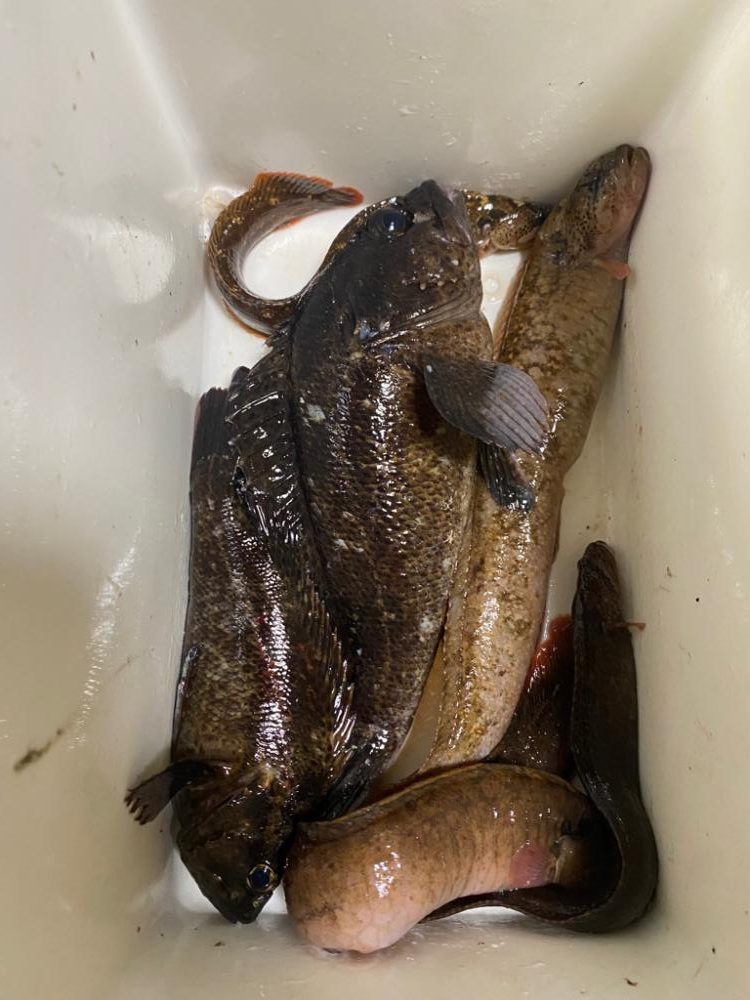 初めてのブラクリ