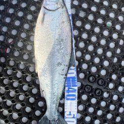 オフショアジギングin羅臼