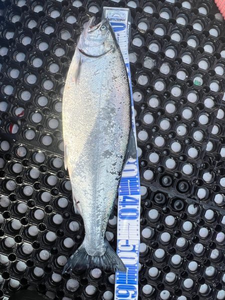 オフショアジギングin羅臼