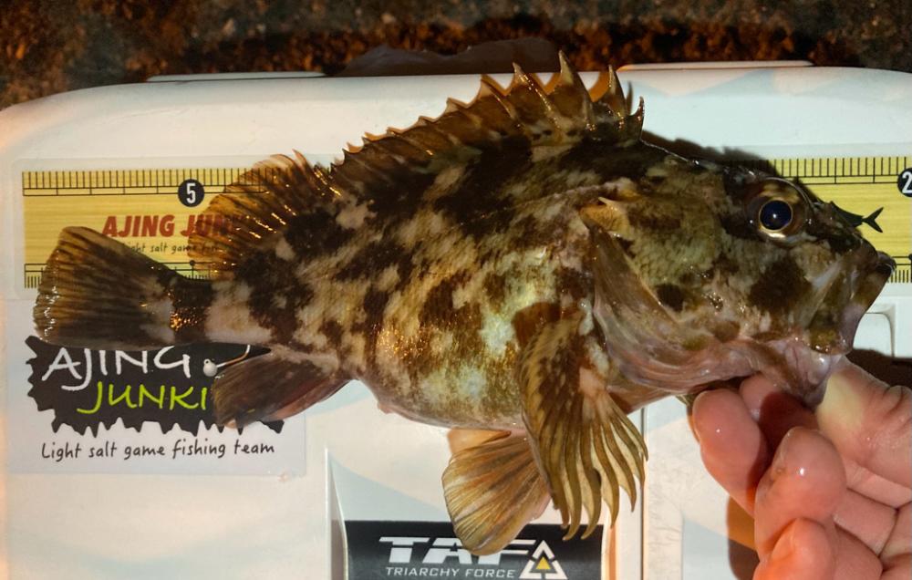 お久しぶりガッシー