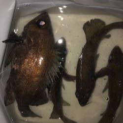 早朝の満月メバリング