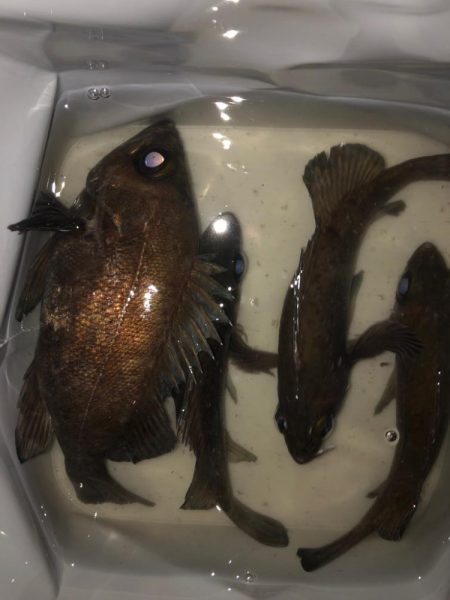 早朝の満月メバリング