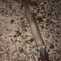 今日もヤリイカ狙ってみます(՞߹ – ߹՞)