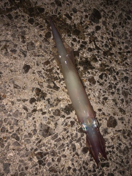 今日もヤリイカ狙ってみます(՞߹ – ߹՞)