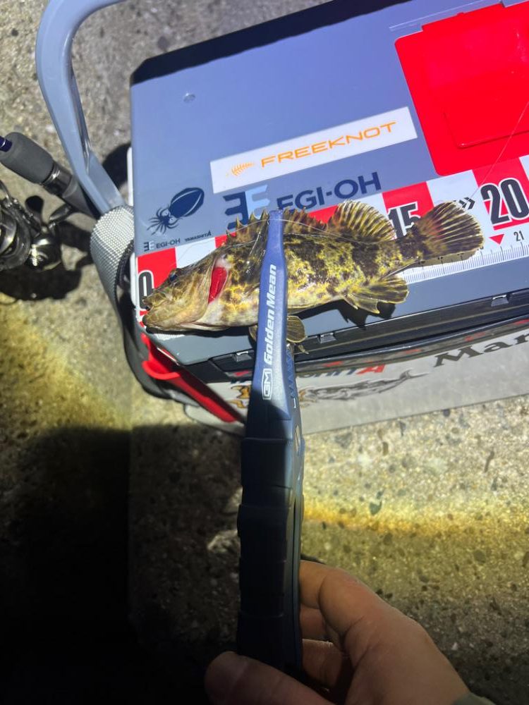 メバルを求めるも、、、