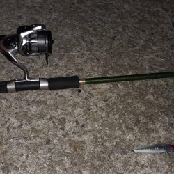 西宮周辺　シーバス